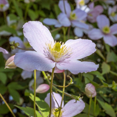 Clematis Montana Collection - Sipplied as a Set of 3 Montana Clematis in 9cm Pots (Pack of 3) - 3