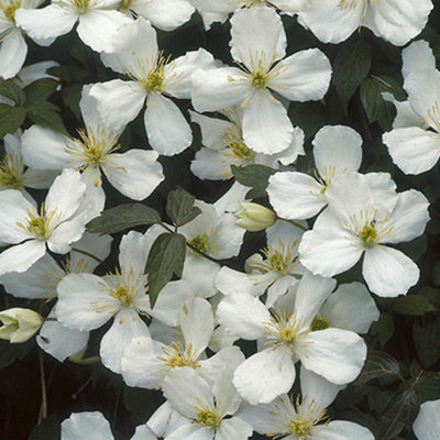 Clematis Montana Collection - Sipplied as a Set of 3 Montana Clematis in 9cm Pots (Pack of 3) - 4