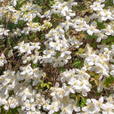 Clematis Montana Collection - Sipplied as a Set of 3 Montana Clematis in 9cm Pots (Pack of 3) - 5