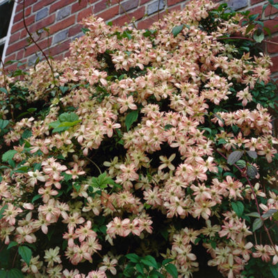Clematis Montana Collection - Sipplied as a Set of 3 Montana Clematis in 9cm Pots (Pack of 3) - 7