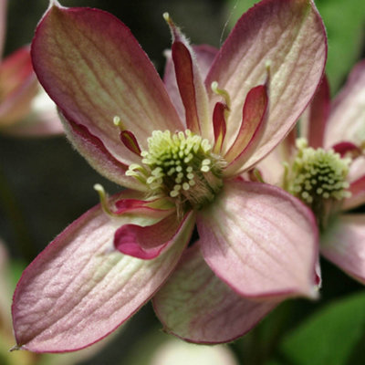 Clematis Montana Collection - Sipplied as a Set of 3 Montana Clematis in 9cm Pots (Pack of 3) - 8
