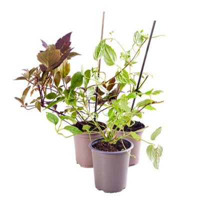 Clematis Montana Collection - Sipplied as a Set of 3 Montana Clematis in 9cm Pots (Pack of 3) - 9