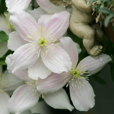 Clematis Montana Collection - Supplied as a Set of 3 Montana Clematis in 9cm Pots (Pack of 3)