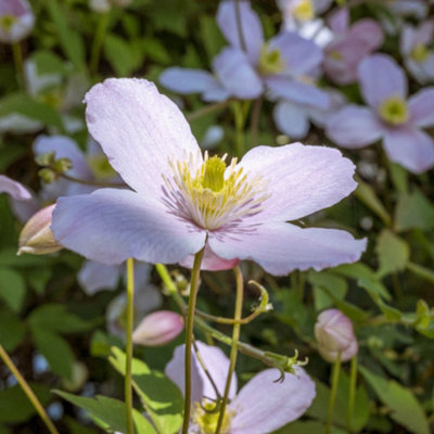 Clematis Montana Collection - Supplied as a Set of 3 Montana Clematis in 9cm Pots (Pack of 3)