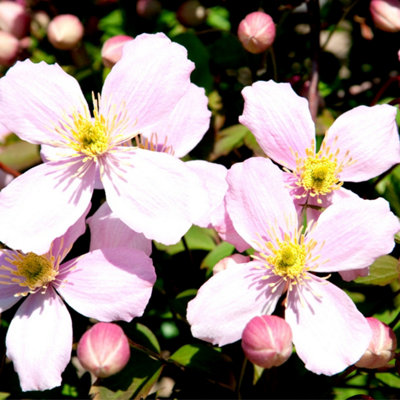 Clematis Montana 'Elizabeth' In 2L Pot, With Stunning Pale-Pink Flowers