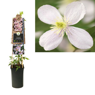 Clematis Montana Fragrant Spri, 17cm Pot Size, 75cm Tall, Springvine ...
