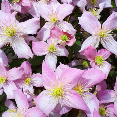 Clematis Montana Fragrant Spring Deciduous Scented Flowering Climbing Shrub - 9cm pot (20-30cm Height Incl. Pot)