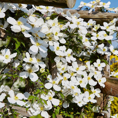 Clematis montana Mayleen 7cm Potted Plant x 3 + Tower Potted Plant Kit x 3