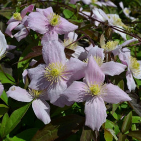 Clematis Montana Odorata White Flowering Vine Climbing Plant 60cm Cane 3L Pot