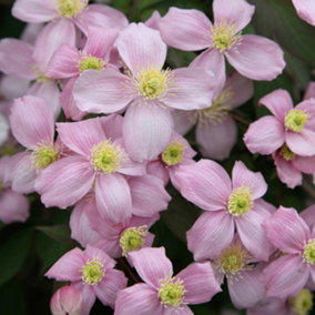 Clematis Montana Pink Flowering Vine Climbing Plant 60cm Cane 3L Pot