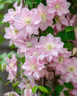 CLEMATIS MONTANA PINK PERFECTION DEEP PINK SCENTED FLOWERS CLIMBING ...