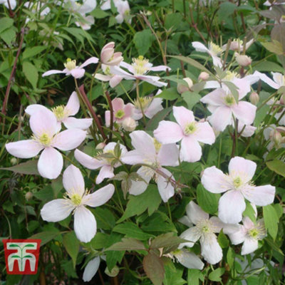 Clematis Montana Plant Rubens 3 Litre Potted Plant x 1