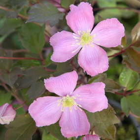 Clematis Montana Tetrarose Pink Flowering Vine Climbing Plant 60cm Cane 3L Pot