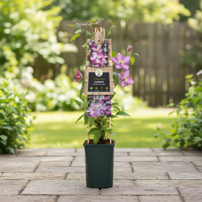 CLEMATIS MONTANA VAN GOGH POT SIZE 17 CM HEIGHT 75 INDOOR HOUSEPLANT