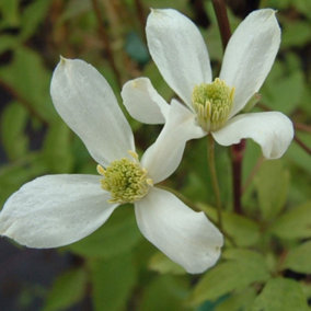 Clematis Montana Wilsonii White Flowering Vine Climbing Plant 60cm Cane 3L Pot