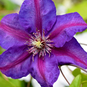 Clematis Mrs N Thompson in 9cm Pot - Flowering Climber - 25-40cm in Height