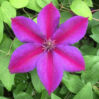 Clematis Mrs N. Thompson Purple Flowering Vine Climbing Plant 60cm Cane 3L Pot