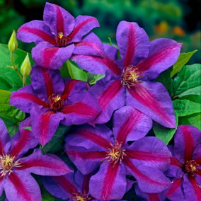 Clematis 'Mrs Thompson' in 9cm Pots - Supplied as an Established Plant in Pots for Outdoor Use - Free Flowering Clematis Plants fo