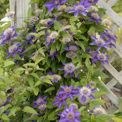 Clematis Multi Blue in 9cm Pot - Large Flowering Climber - 25-40cm in Height