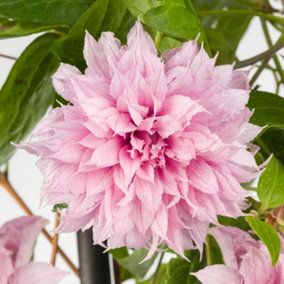 Clematis Multi Pink Flowering Vine Climbing Plant 60cm Cane 2L Pot