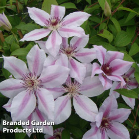 Clematis Nelly Moser 1.7 Litre Potted Plant x 1