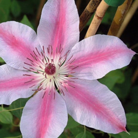 Clematis Nelly Moser Pink Flowering Vine Climbing Plant 60cm Cane 3L Pot