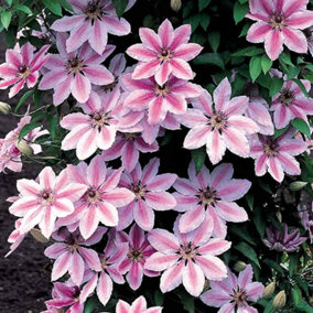 Clematis Nelly Moser - Stunning Flowering Vine for Beautiful UK Gardens - Outdoor Plant (30-40cm Height Including Pot)