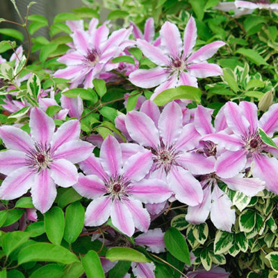 Clematis Nelly Moser - Stunning Flowering Vine for Beautiful UK Gardens - Outdoor Plant (30-40cm Height Including Pot) - 3