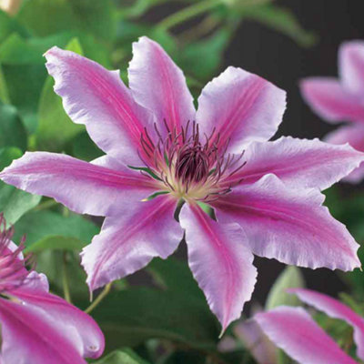 Clematis Nelly Moser - Stunning Flowering Vine for Beautiful UK Gardens - Outdoor Plant (30-40cm Height Including Pot) - 4