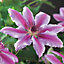 Clematis Nelly Moser - Stunning Flowering Vine for Beautiful UK Gardens - Outdoor Plant (30-40cm Height Including Pot)