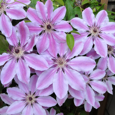 Clematis Nelly Moser - Stunning Flowering Vine for Beautiful UK Gardens - Outdoor Plant (30-40cm Height Including Pot) - 5