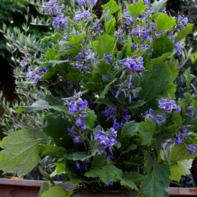 clematis出品 Premium Clematis — Shop All — Flower Meadow Dreams