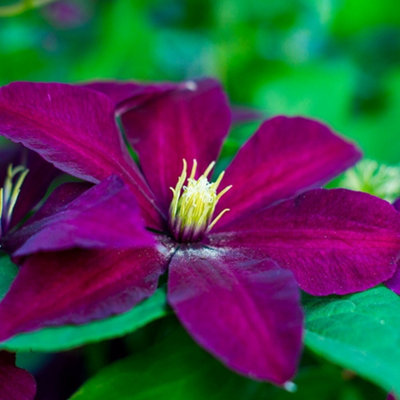 Clematis Niobe Burgandy Flowering Vine Climbing Plant 60cm Cane 3L Pot