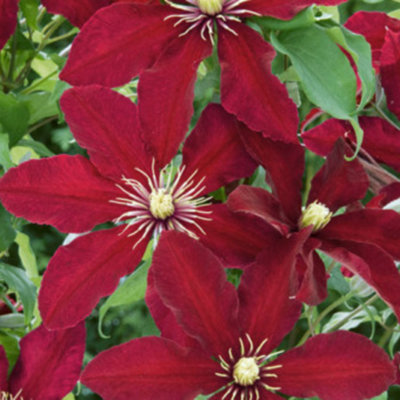 Clematis Niobe Deep Ruby Red Climber