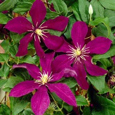 Clematis Niobe Plant Flower Garden Climber Border Trellis Patio Plants in Pot - 20-30cm (Height Incl. Pot)