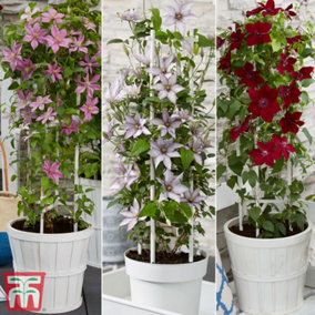 Clematis Patio Collection 15cm Potted Plant x 3 Contains 1 each of Giselle ,Nubia,Samaritan Jo