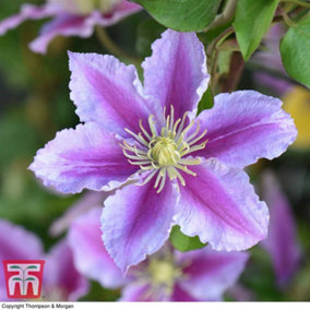 Clematis Piilu 1.7 Litre Potted Plant x 1