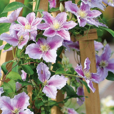 Clematis Piilu in 9cm Pot - Large Flowering Climber - 25-40cm in Height