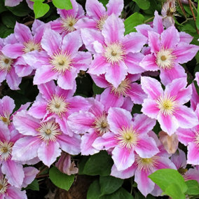 Clematis Piilu - Pink and White Blooms, Climbing Vine, Morning Sun (20-30cm Height Including Pot)