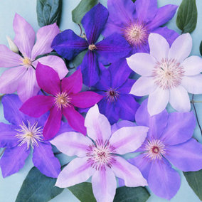 Clematis Plant Mix - Collection of Stunning Climbing Vine Plants, Hardy (20-30cm, 3 Plants)