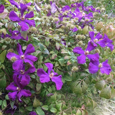Clematis Polish Spirit - Purple Blooms, Climbing Vine, Morning Sun (20-30cm Height Including Pot)