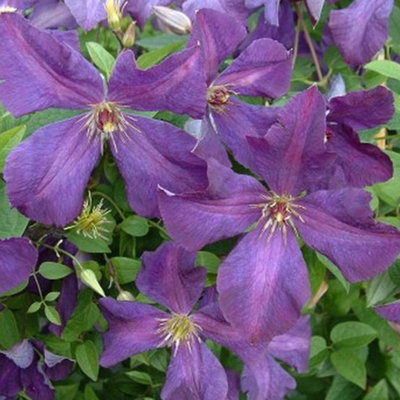 Clematis Polish Spirit - Purple Blooms, Climbing Vine, Morning Sun (20-30cm Height Including Pot)
