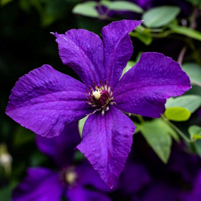 Clematis Polish Spirit Purple Flowering Vine Climbing Plant 60cm Cane 3L Pot