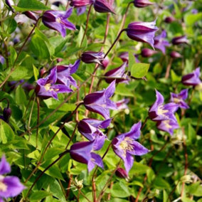 Clematis Prince William Purple Flowering Vine Climbing Plant 60cm Cane 2L Pot