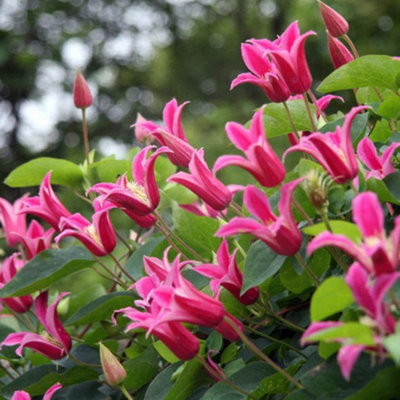 Clematis Princess Diana - Pink Blooms, Climbing Vine, Morning Sun (20-30cm Height Including Pot)