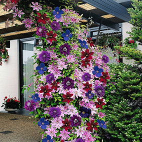 Clematis Rainbow Mix - 4 Plants - Assorted Colourful Flowering Vines for Vibrant UK Gardens - Outdoor Plants (30-40cm)