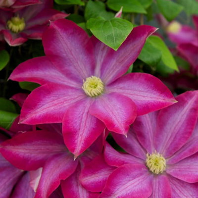 Clematis Rainbow Mix - 4 Plants - Assorted Colourful Flowering Vines for Vibrant UK Gardens - Outdoor Plants (30-40cm) - 3