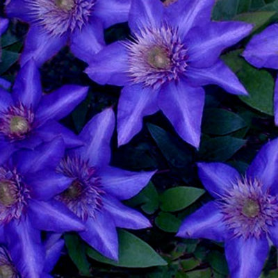 Clematis Rainbow Mix - 4 Plants - Assorted Colourful Flowering Vines for Vibrant UK Gardens - Outdoor Plants (30-40cm) - 4
