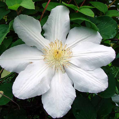 Clematis Rainbow Mix - 4 Plants - Assorted Colourful Flowering Vines for Vibrant UK Gardens - Outdoor Plants (30-40cm) - 6