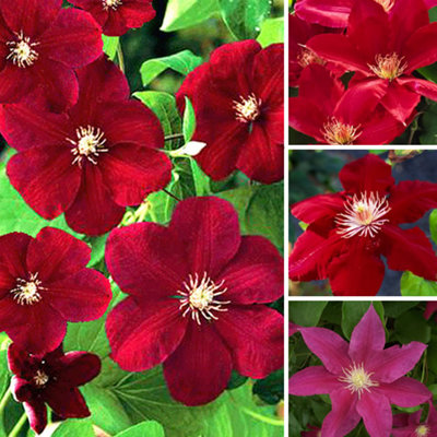 Clematis Red Plant - Vibrant Red Flowers, Climbing Vine, Attracts Pollinators (20-30cm Height Including Pot)